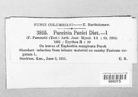 Puccinia panici image